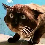 Паниковский