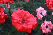 IMG_9926.JPG