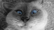 Котики - это не только ценный мех...
