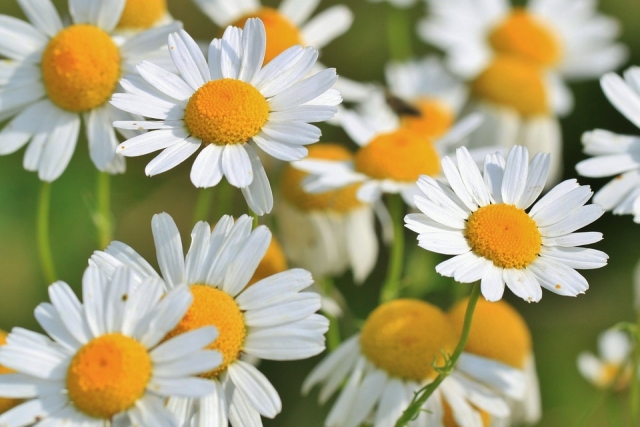 chamomile-401490_960_720.jpg