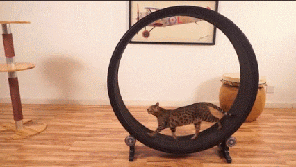 9bdce30d6967a0dc8b040d07251ea93b.gif