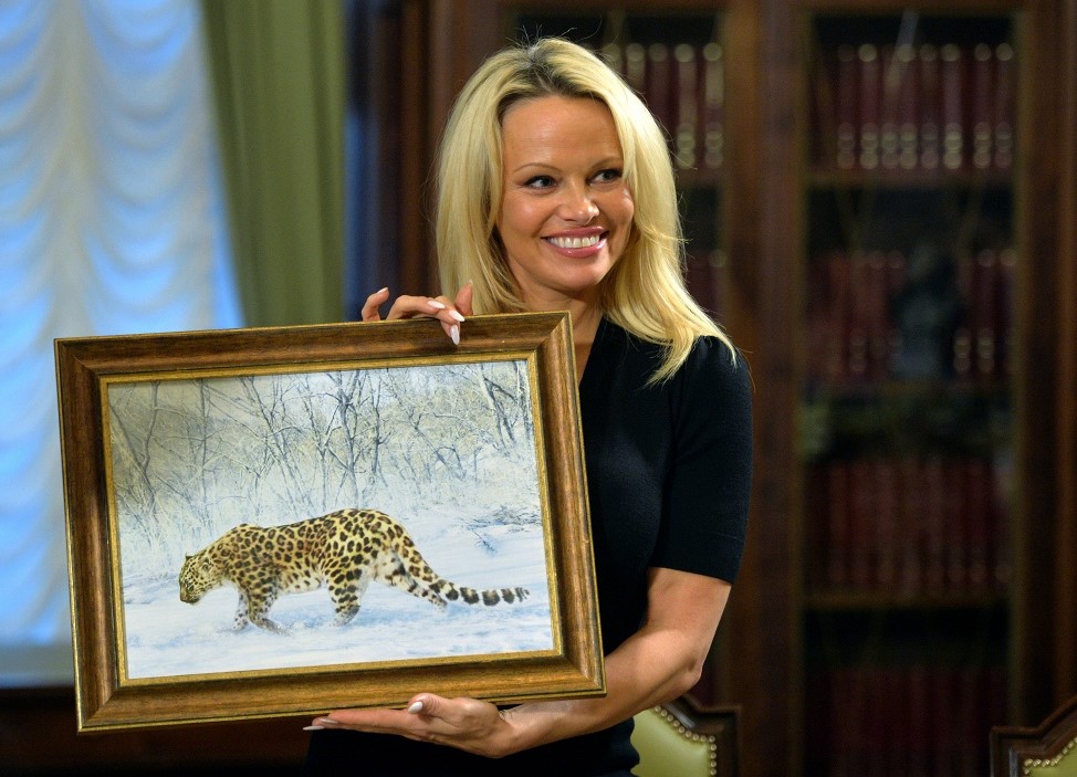 pamela_anderson_prinyala_shefstvo_nad_odnim_iz_dalnevostochnyh_leopardov.jpg