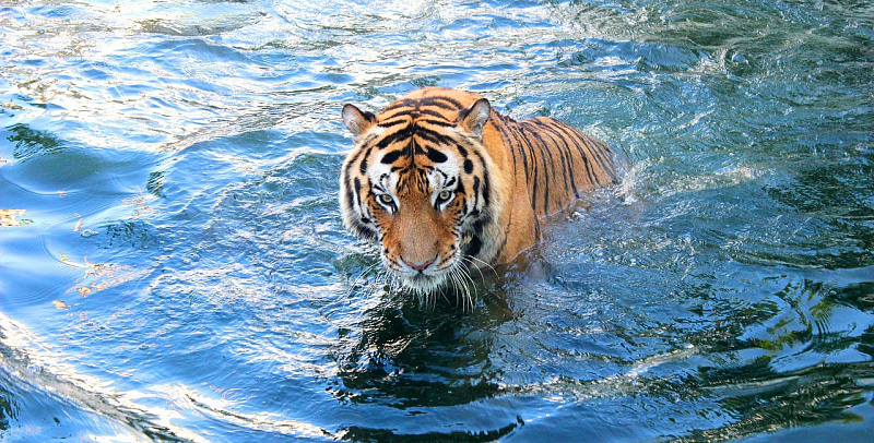 tigr-v-vode-e1634117498401.jpg